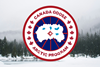 canada goose
