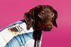 cover adidas pet world cup