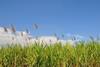 sugar cane