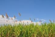 sugar cane