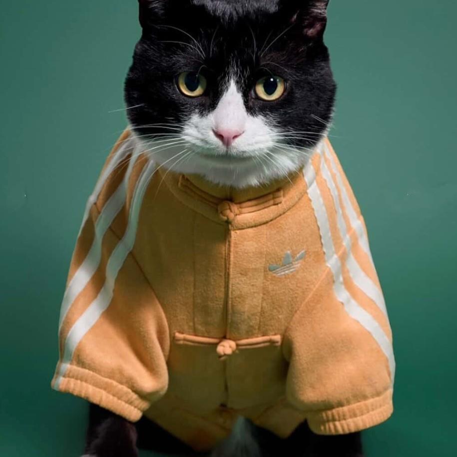 Adidas launches pet collection with tracksuits and puffer vests