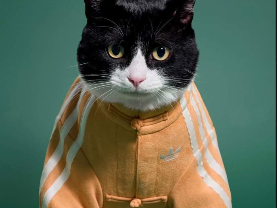 Adidas launches pet collection with tracksuits and puffer vests for dogs and cats in China