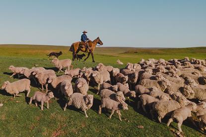 Wool-farm-Engraw