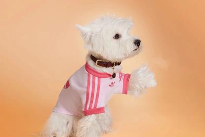 pets fashion and sports