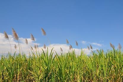 sugar cane