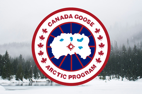 canada goose