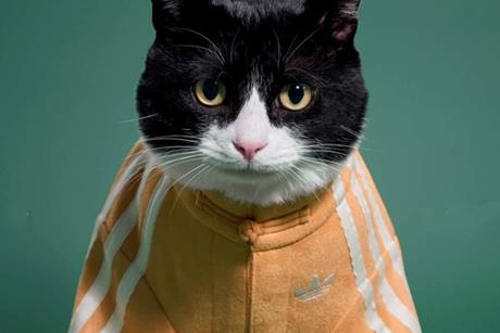 adidas pets collection China