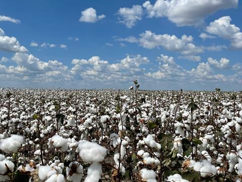 cotton field