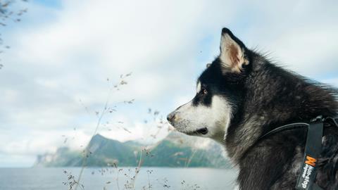 Pet Market Dog 40 percent share